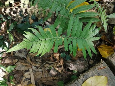 Christella parasitica, photographed by 五色鳥