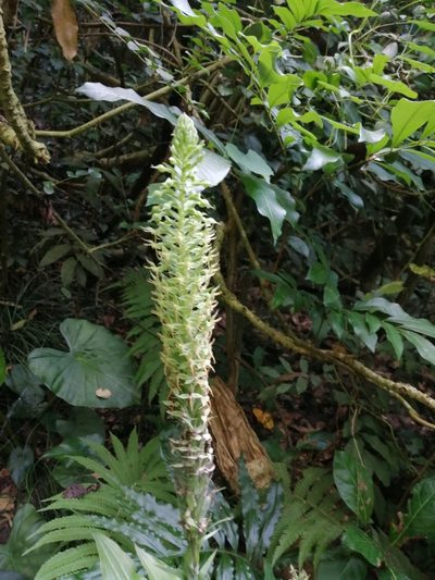 Habenaria stenopetala, photographed by 五色鳥