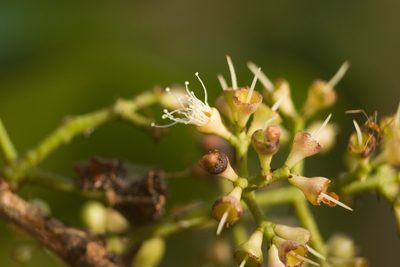 Syzygium cumini, photographed by Kevin Faccenda