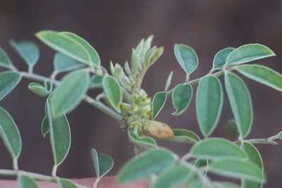 Indigofera suffruticosa, photographed by Kevin Faccenda