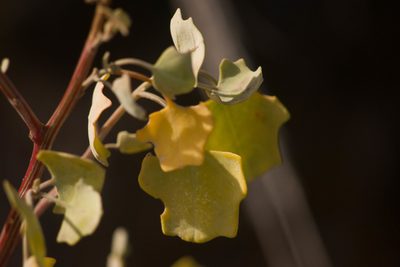Chenopodium oahuense, photographed by Kevin Faccenda