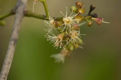 Syzygium cumini, photographed by Kevin Faccenda