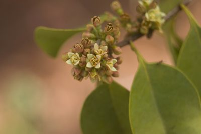 Santalum ellipticum, photographed by Kevin Faccenda