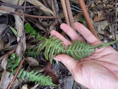 Blechnum appendiculatum, photographed by Kevin Faccenda