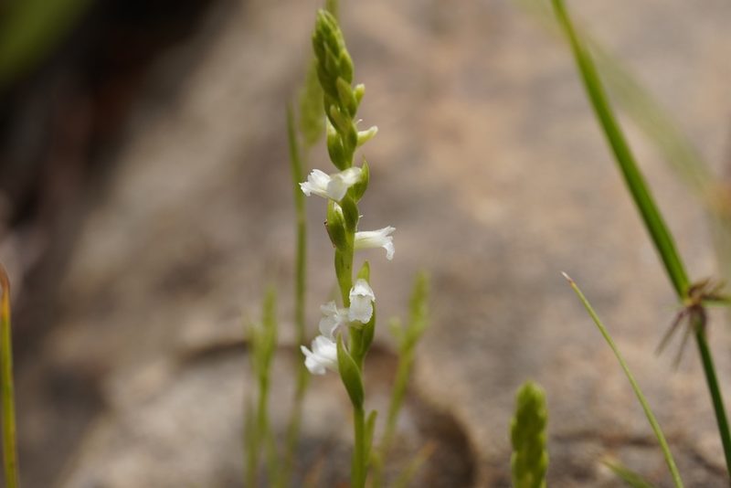 Spiranthes aestivalis, photographed by Julia Moning
