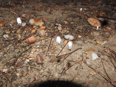 Acis autumnalis, photographed by Duarte Frade