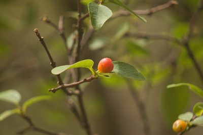 Wikstroemia oahuensis, photographed by Kevin Faccenda
