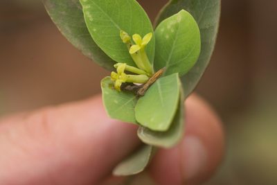 Wikstroemia oahuensis, photographed by Kevin Faccenda