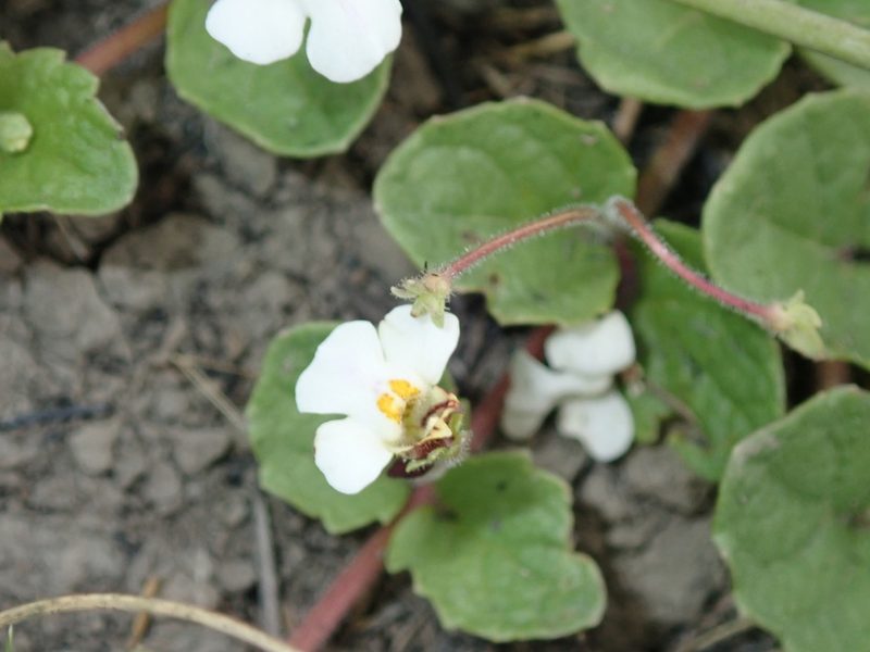 Diclis rotundifolia, photographed by Peter Warren