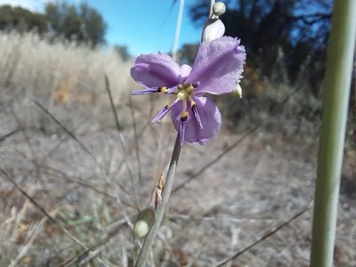 Dichopogon fimbriatus, photographed by spacegecko