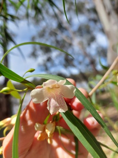 Eremophila bignoniiflora, photographed by Nina Kerr