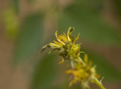 Bidens torta, photographed by Kevin Faccenda