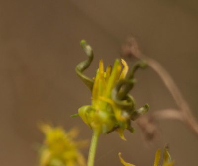 Bidens torta, photographed by Kevin Faccenda