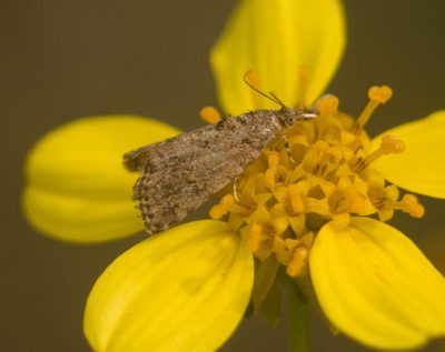 Bidens torta, photographed by Kevin Faccenda