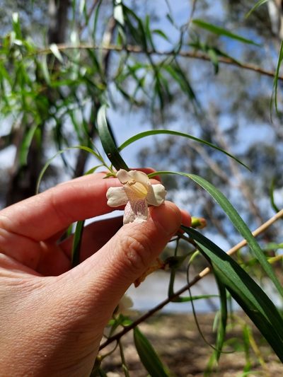 Eremophila bignoniiflora, photographed by Nina Kerr