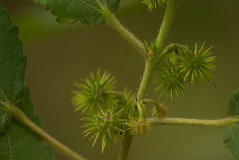 Triumfetta semitriloba, photographed by Kevin Faccenda
