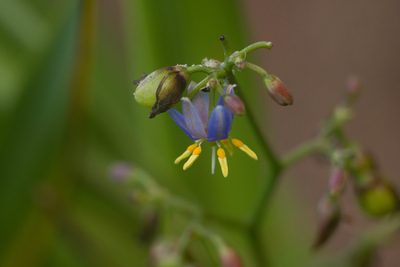 Dianella sandwicensis, photographed by Kevin Faccenda