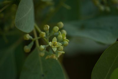 Santalum ellipticum, photographed by Kevin Faccenda