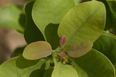 Santalum ellipticum, photographed by Kevin Faccenda