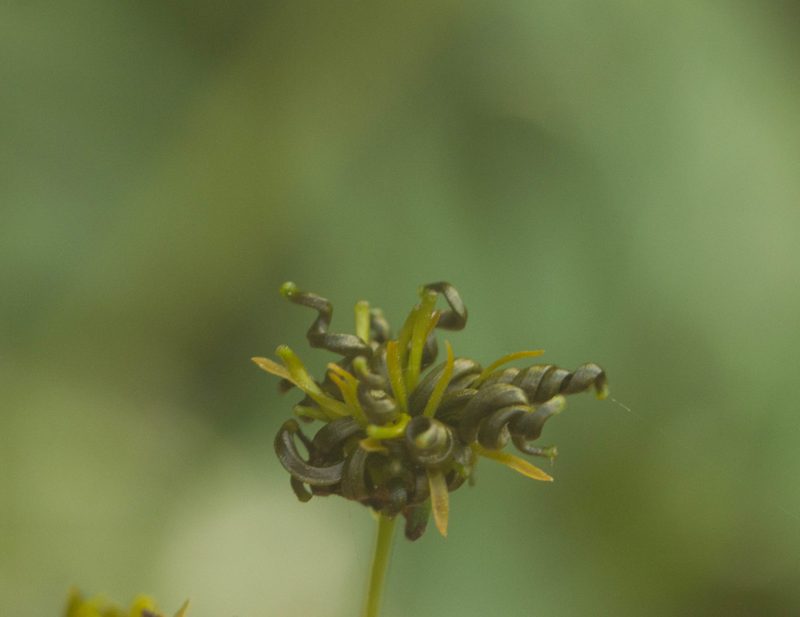 Bidens torta, photographed by Kevin Faccenda