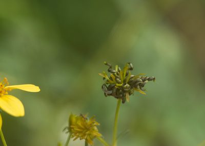 Bidens torta, photographed by Kevin Faccenda