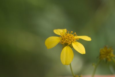 Bidens torta, photographed by Kevin Faccenda