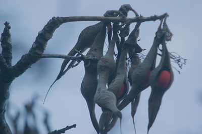 Erythrina sandwicensis, photographed by Kevin Faccenda