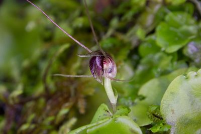 Corybas rivularis