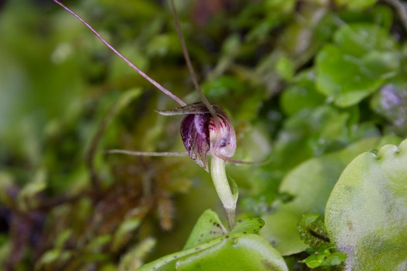 Corybas rivularis, photographed by Hayden Jones