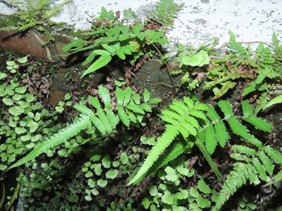 Christella acuminata, photographed by chiuluan
