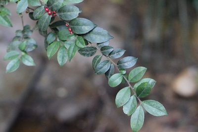 Ilex pubescens, photographed by Agnes Trekker