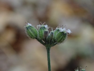 Torilis japonica, photographed by Daniel Cahen