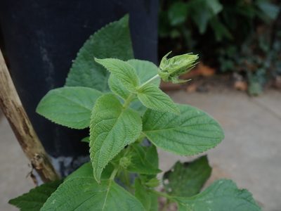 Salvia hispanica, photographed by Daniel Cahen