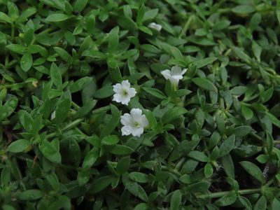 Dentella repens, photographed by chiuluan