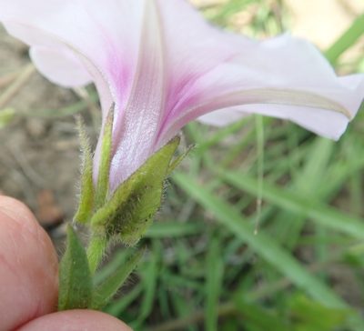 Ipomoea crassipes, photographed by Peter Warren
