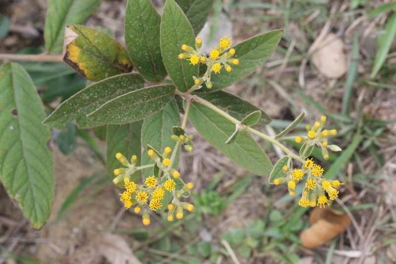 Inula cappa, photographed by Agnes Trekker