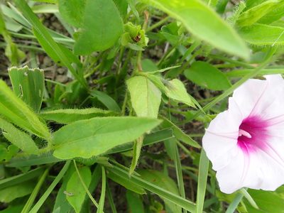 Ipomoea crassipes, photographed by Peter Warren