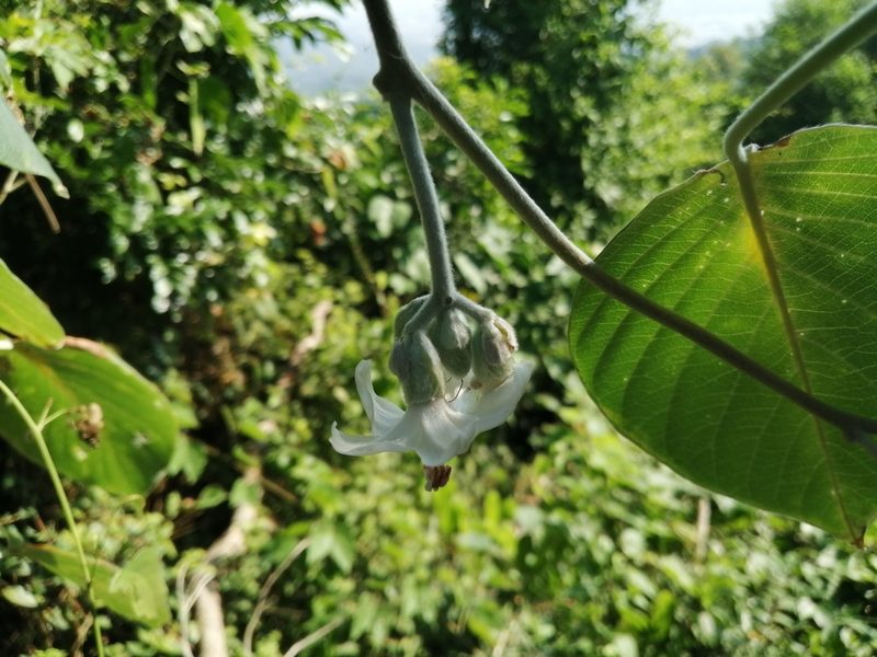 Argyreia formosana, photographed by 五色鳥