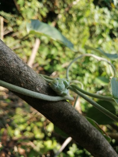 Argyreia formosana, photographed by 五色鳥