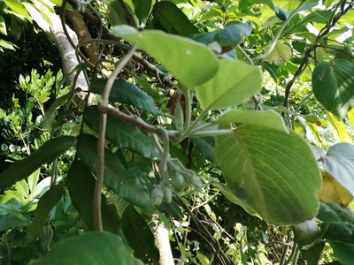 Argyreia formosana, photographed by 五色鳥