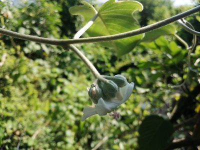 Argyreia formosana, photographed by 五色鳥