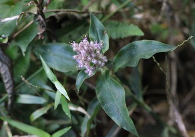 Floscopa scandens, photographed by Agnes Trekker