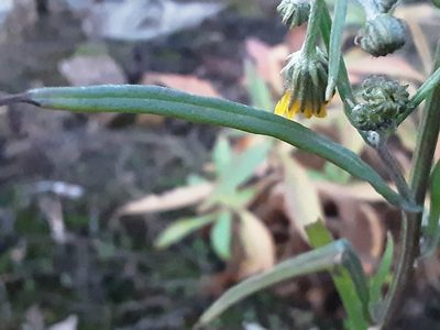 Crepis tectorum, photographed by Ivan Celikov