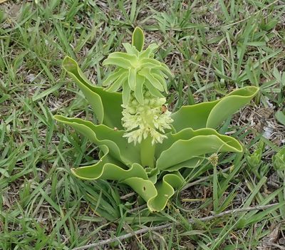 Eucomis autumnalis, photographed by Peter Warren