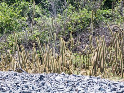 Cereus insularis, photographed by João D'Andretta
