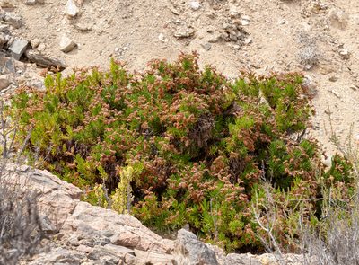 Heliotropium longistylum, photographed by Nicolás Villaseca Merino