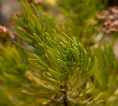 Heliotropium longistylum, photographed by Nicolás Villaseca Merino