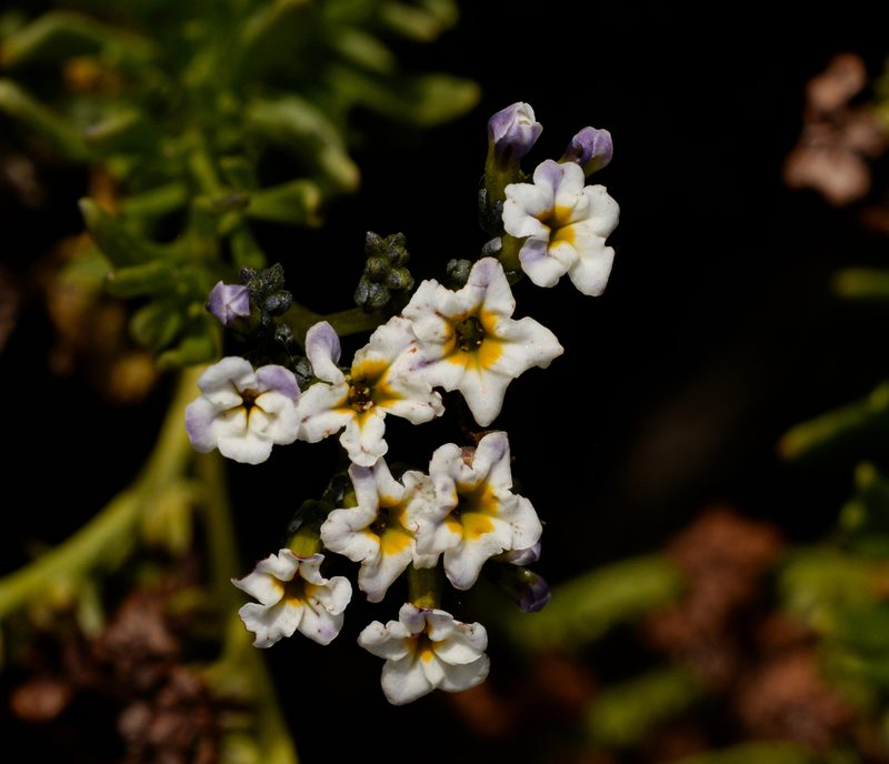 Heliotropium longistylum, photographed by Nicolás Villaseca Merino