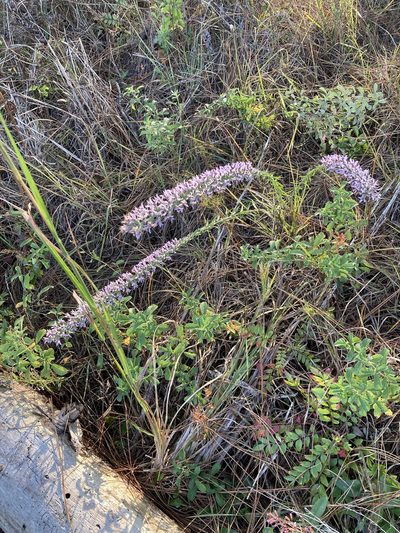 Liatris elegans, photographed by meflowers900