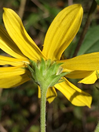 Helianthus schweinitzii, photographed by Becky Dill
